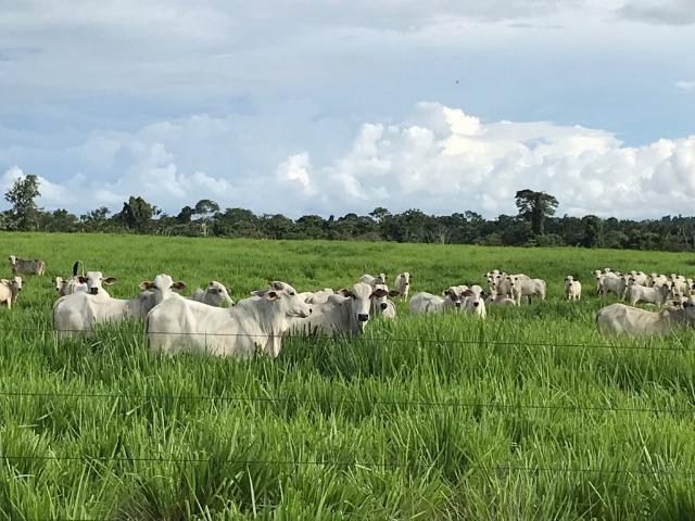 Fazenda 2085 ha Juara MT - Foto 9