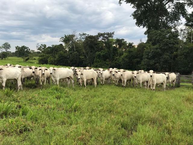 Fazenda 2085 ha Juara MT - Foto 14