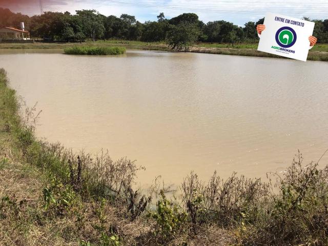 Sítio 28,7 ha no cinturão verde - Foto 8