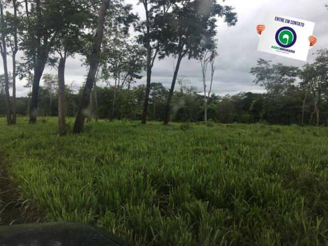 Sítio 70 ha na guia - Foto 6