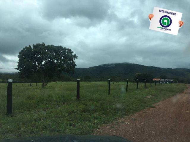 Sítio 70 ha na guia - Foto 4