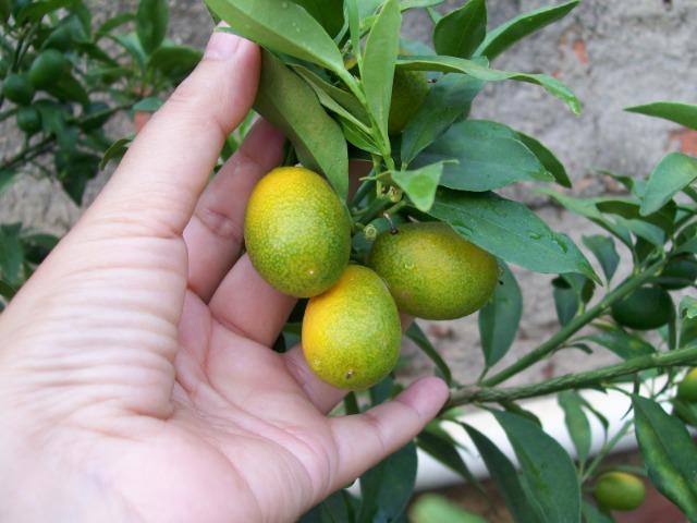 Mudas de Laranja, Limão, Tangerina e outros Citrus - Foto 3