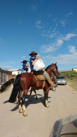 Cavalo crioulo