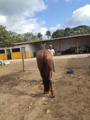 Cavalo Campolina - Foto 3