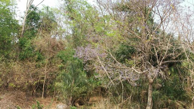 Fazenda com 13 Alq. em Palmeiras de Goiás - Foto 4