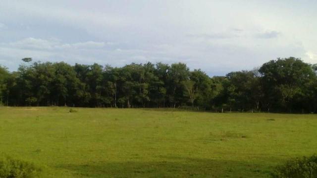 Fazenda Ribeirão - Foto 10