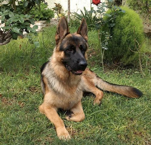 Apenas venda - Foto 5