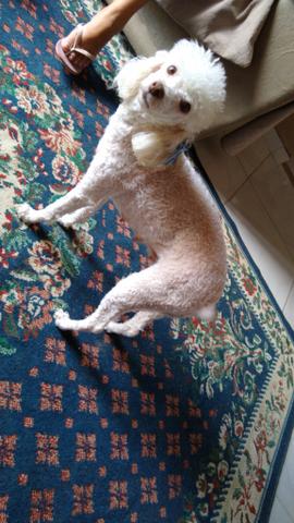 Poodle