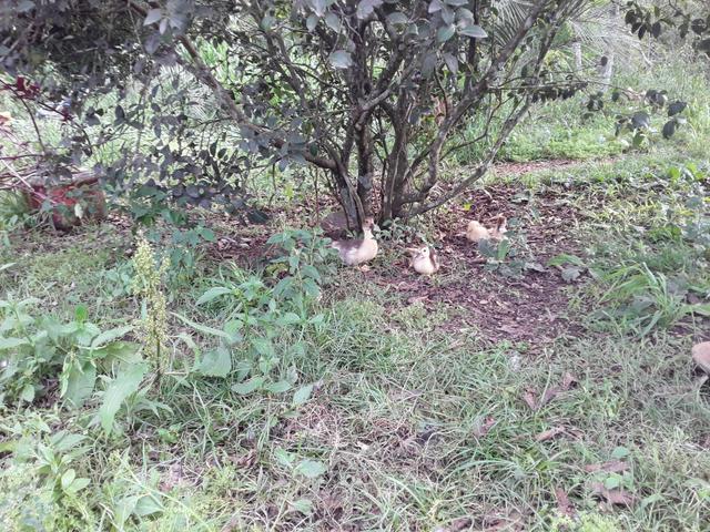 Vendo patos - Foto 2