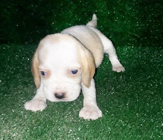 Beagle filhotes Para reserva, femea e macho - Foto 2