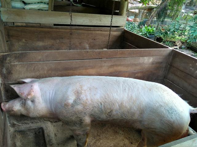 Porquinhos - Foto 4