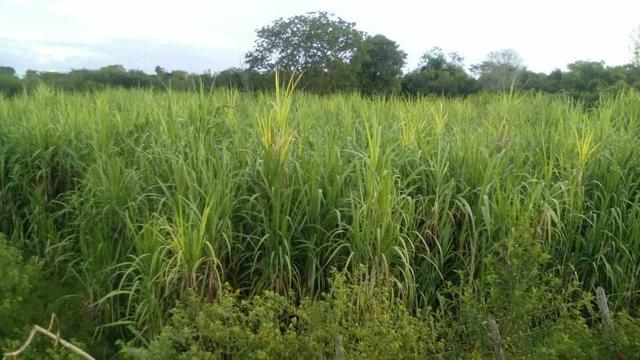 Fazenda Ribeirão - Foto 11