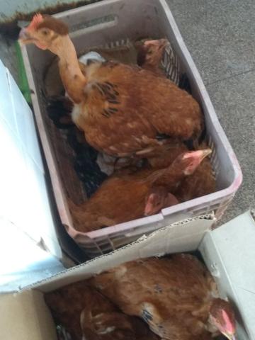 Galinha Caipira 40 R$ 3kilo