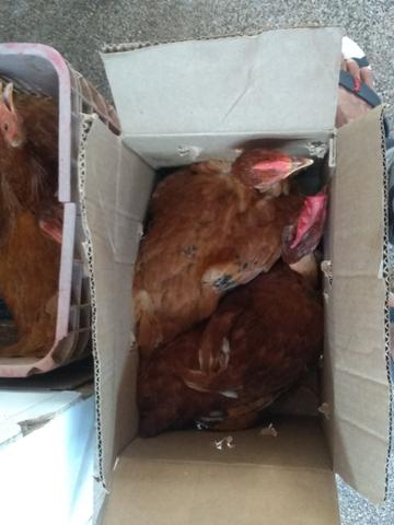 Galinha Caipira 40 R$ 3kilo - Foto 2