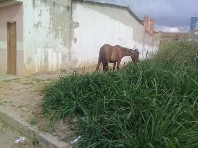 Piquira de picado - Foto 4