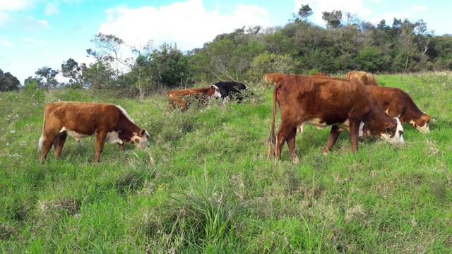 Tourinhos braford - cara branca - Foto 4