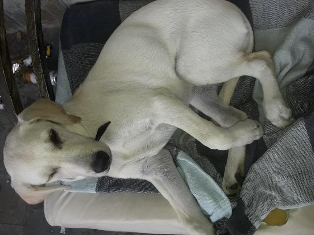 Cachorro Labrador Fêmea