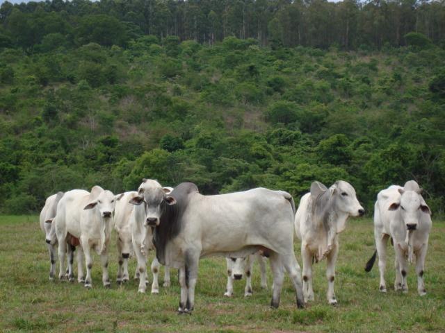 Touros e tourinhos nelore PO . Varias idades - Foto 4