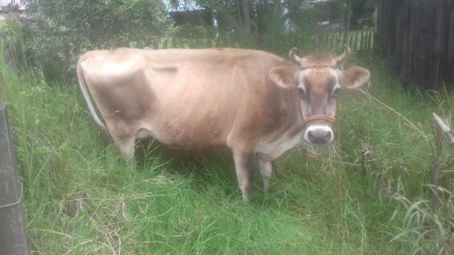 Vaca Jersey prenha - Foto 3