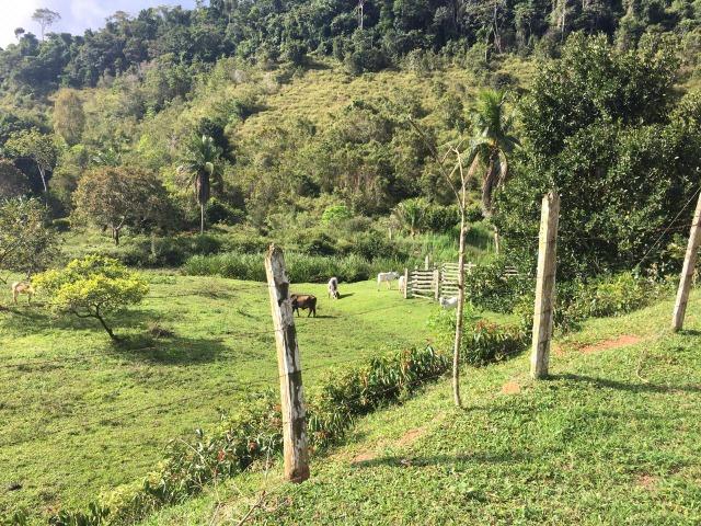 Fazenda cacau e gado - porteira fechada - Foto 3