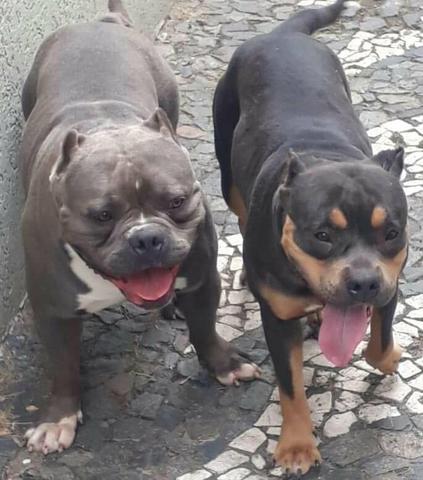 American Bully - Foto 4