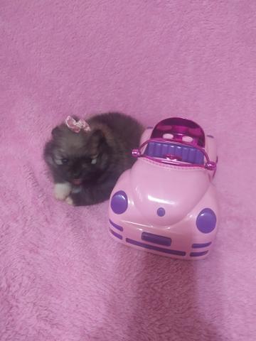 Lulu da Pomerânia Fêmea - Foto 3