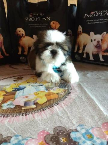 Shih tzu você vai amar