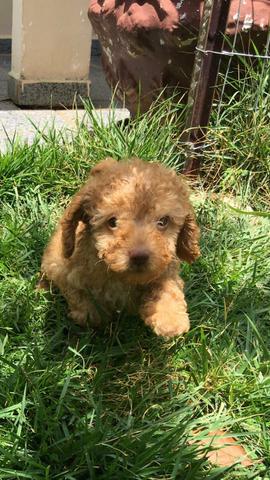 Poodle Toy Abricot (último filhote) - Foto 3