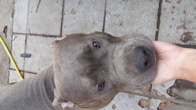 American staffordshire terrier - Foto 4