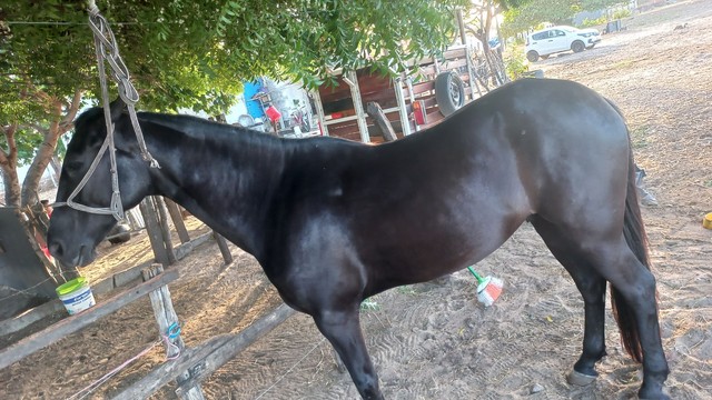 Cavalo preto 