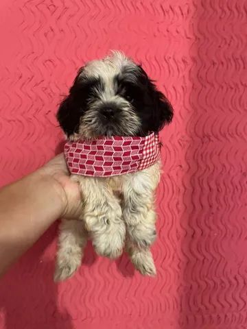 Vendo-shih Tzu puro! 