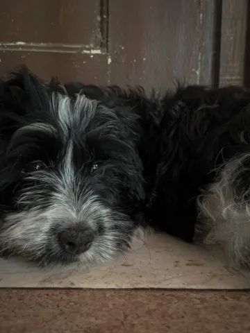 Filhote Lhasa Apso - Foto 2