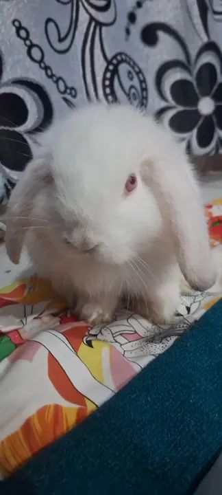 Coelho lop Mini  - Foto 4