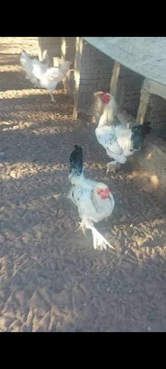 Galos e galinhas - raça pura