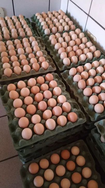 Ovos frescos de galinhas caipiras