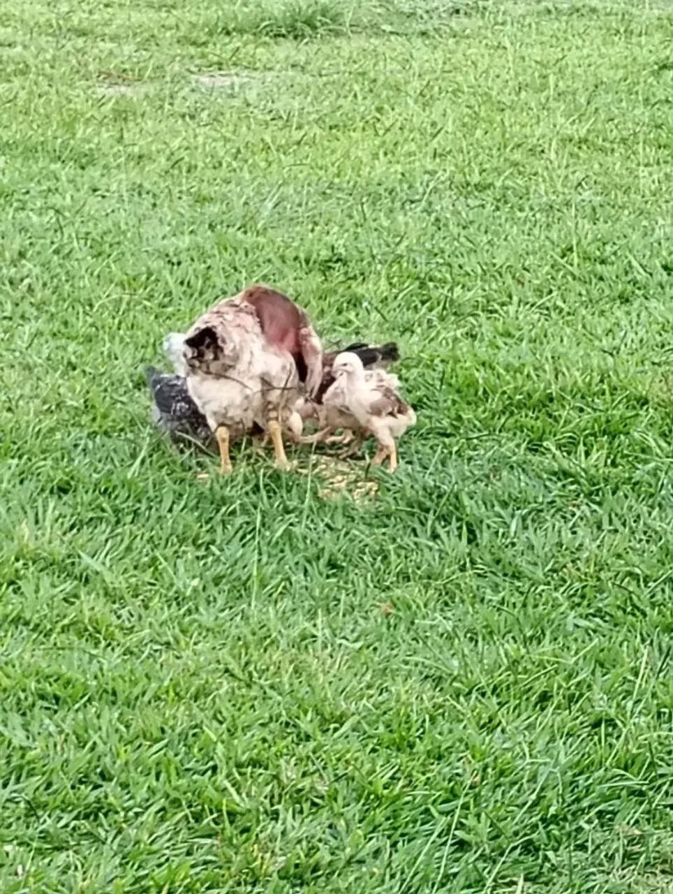 Frangos caipiras e pescoço pelado - Foto 2