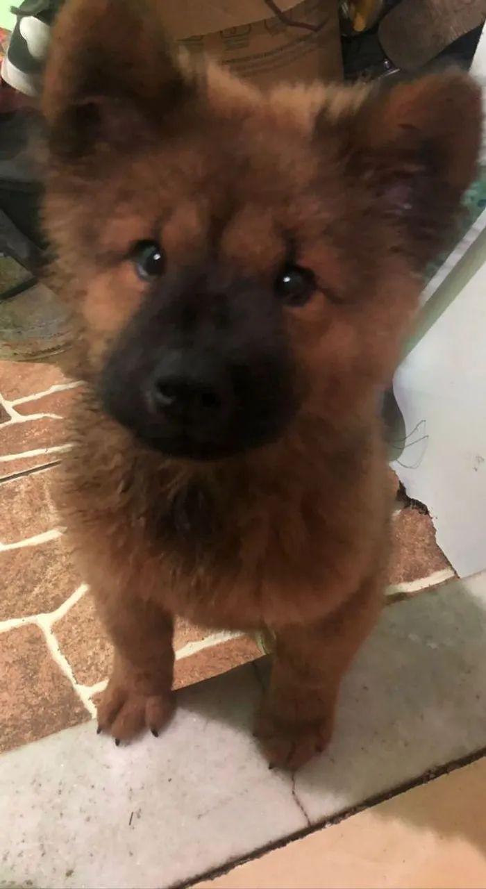 Filhote de Chow chow  - Foto 3