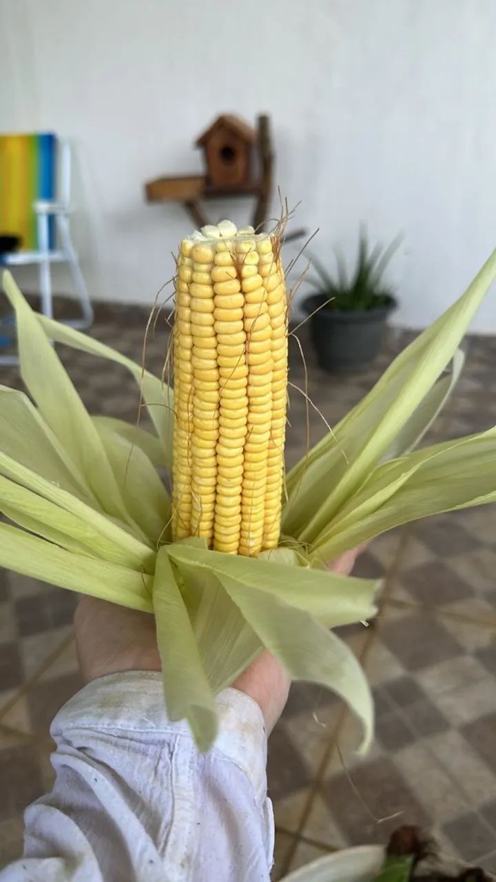 Vende-se Milho Verde - Foto 2