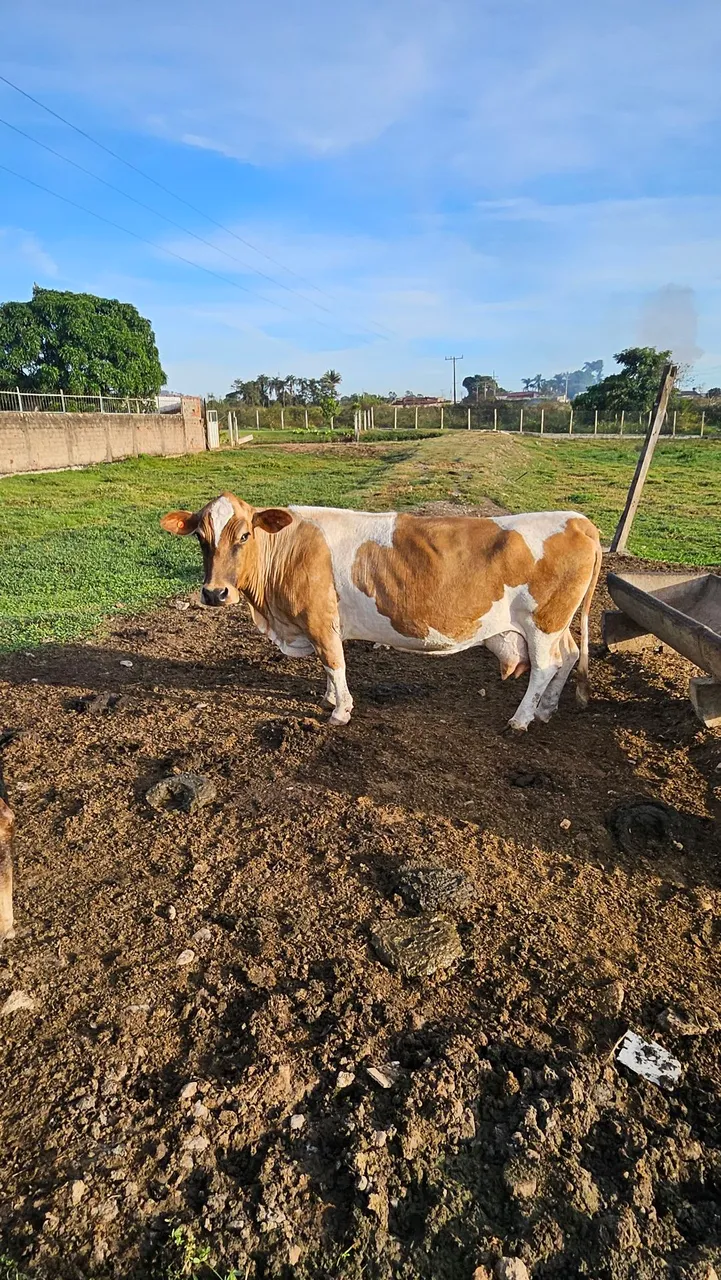 Linda mini vaca / parida de fêmea 