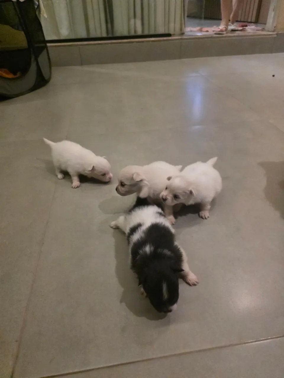 Filhotes de Spitz Alemão disponíveis!