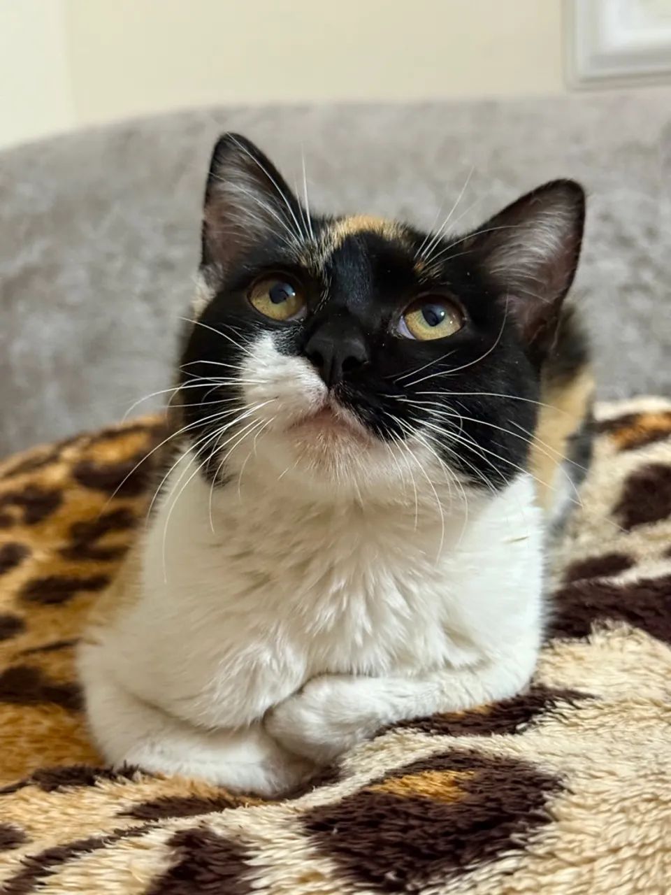 Gato fêmea jovem/filhote - Foto 3