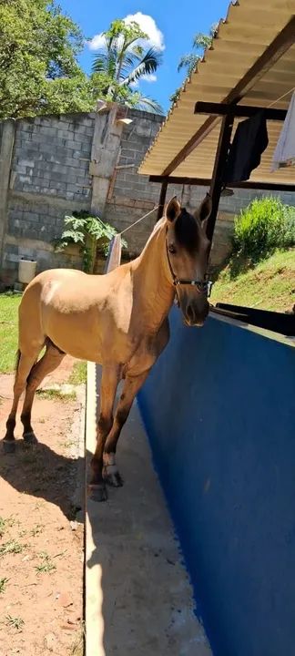 Cavalo Marchador . - Foto 3