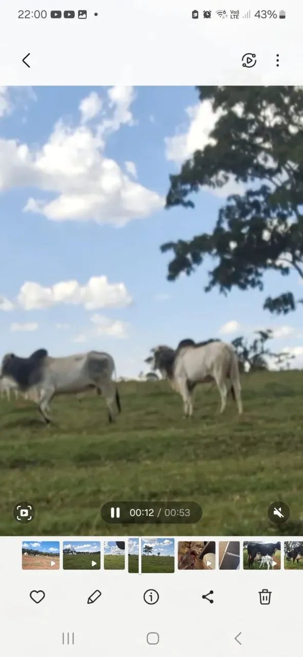 Vendo Bois em Abadia de Goiás  - Foto 4