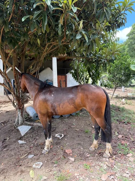 Égua craque de laço - Foto 4