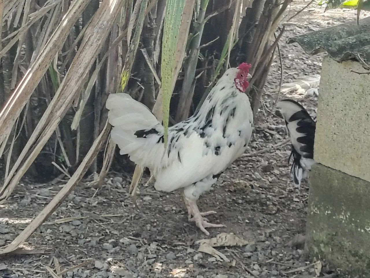 Garnizé (roosters)