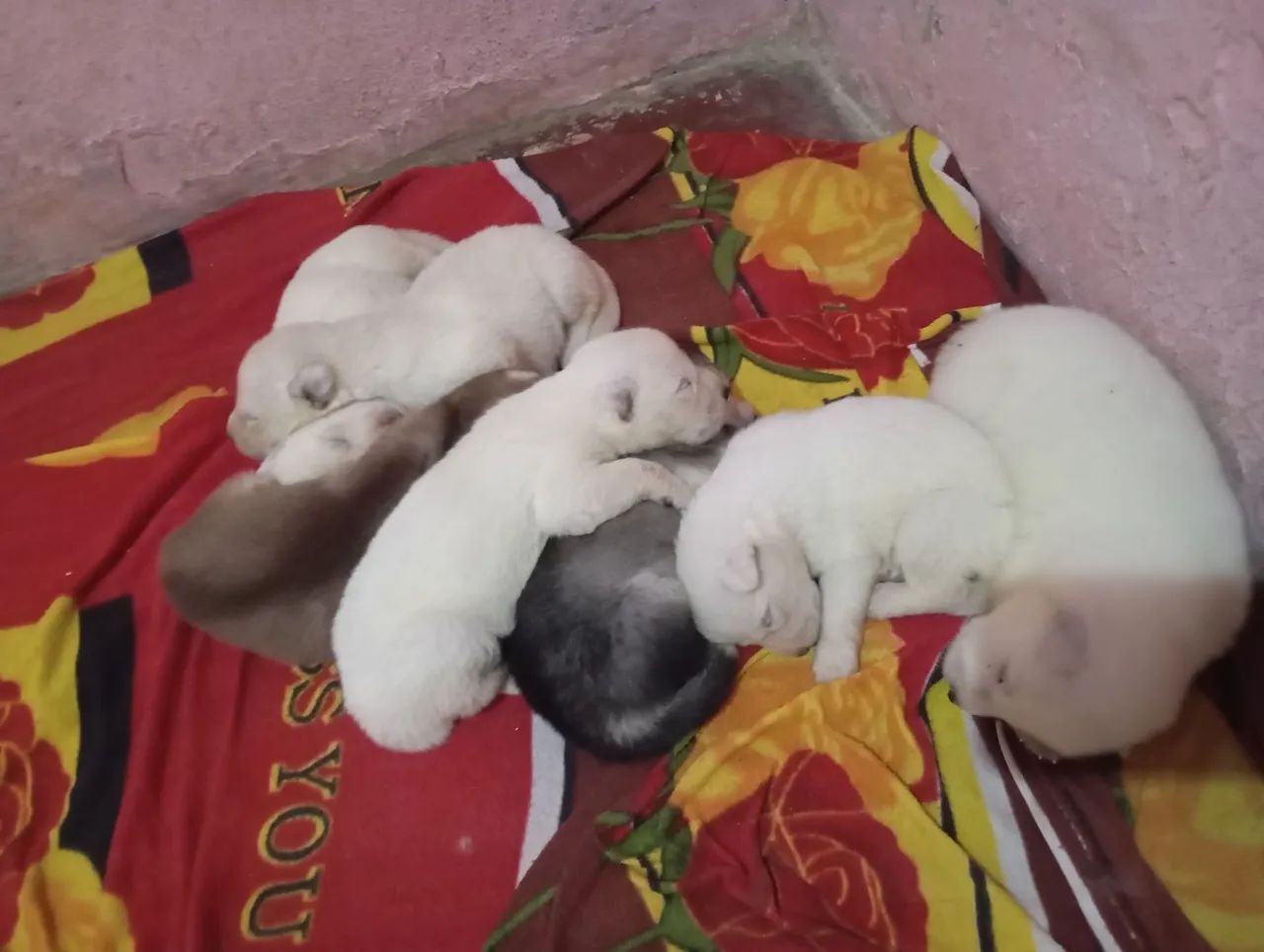 Filhotes de Husky Siberiano disponíveis Pelagem Super Wolly - Foto 2