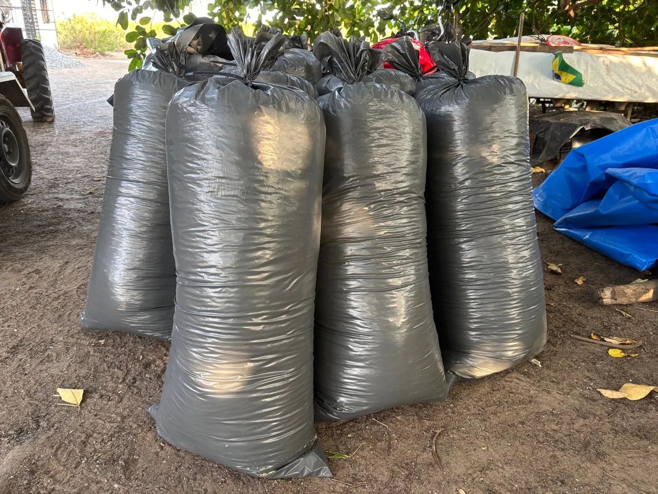 Silagem de maniva rama de macaxeira moída - Foto 2