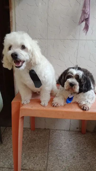 Banho e tosa em domicílio em Santarém 