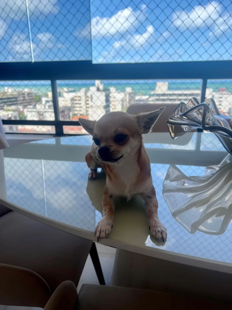 Chihuahua Fofo Procurando Namorada