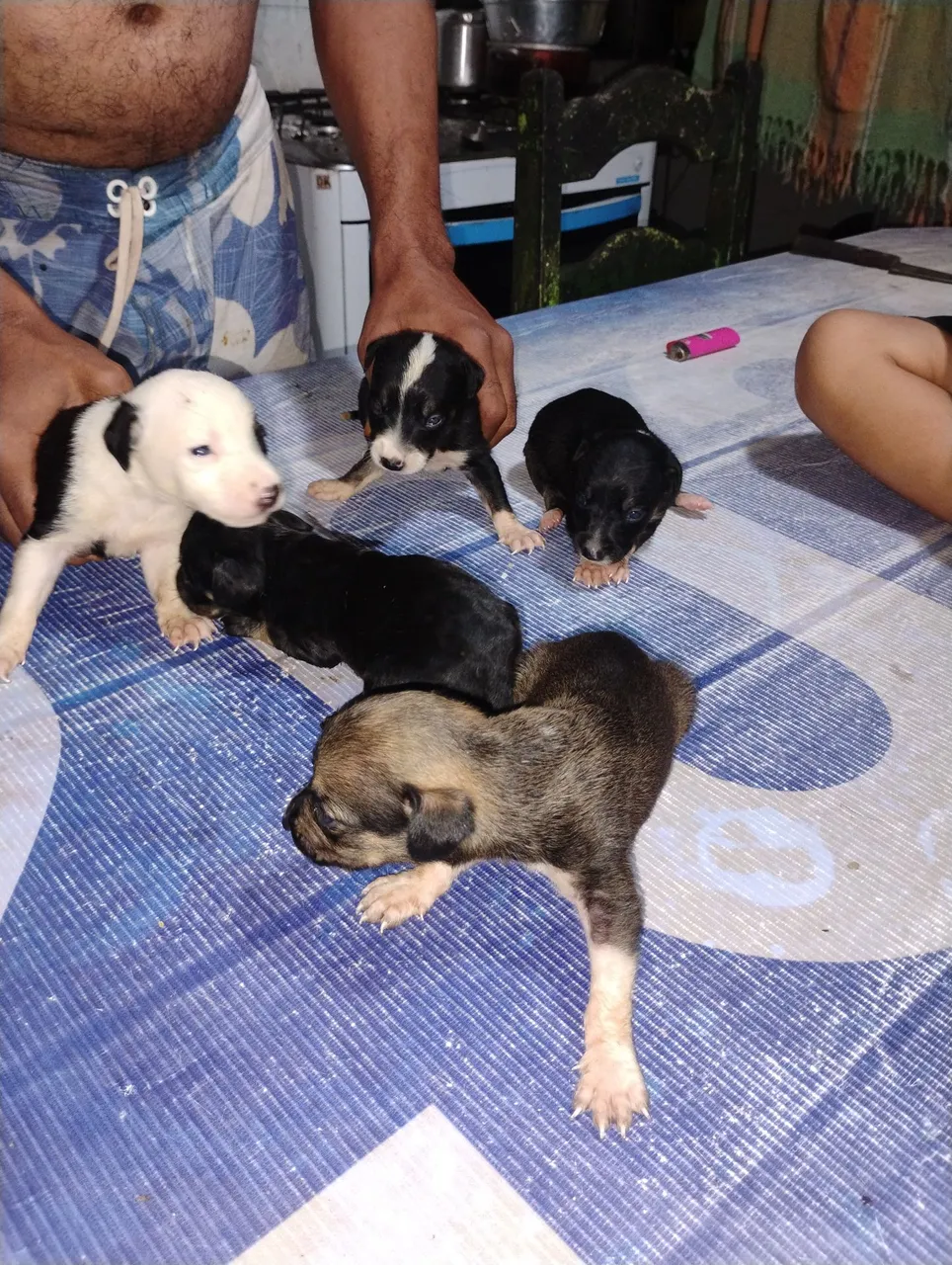 Filhotes de cachorro disponíveis para adoção